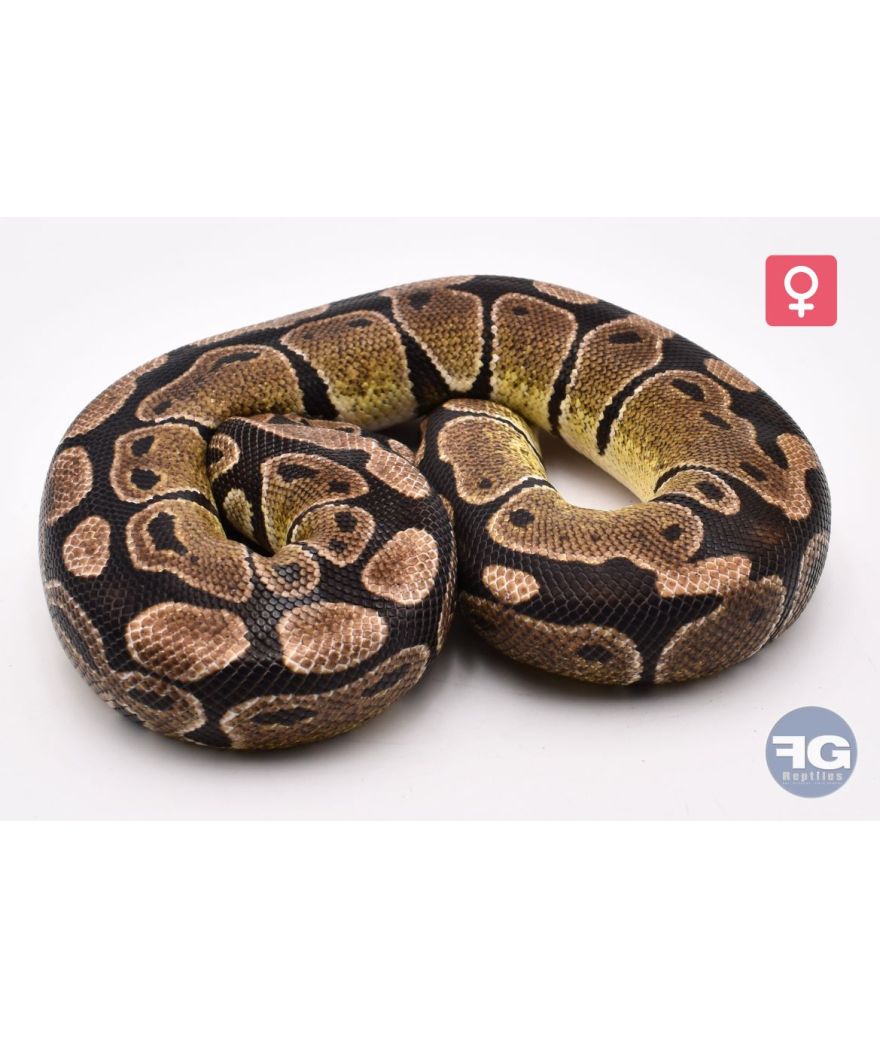 Python regius Axanthic TSK 66% poss het Clown Femelle 2022