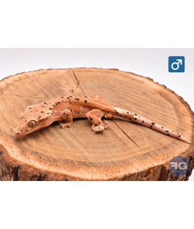 Correlophus cilliatus Red Dalmatien Mâle