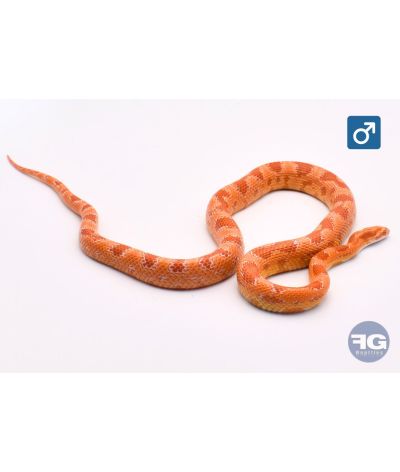 Pantherophis guttatus Amel het scaleless Mâle