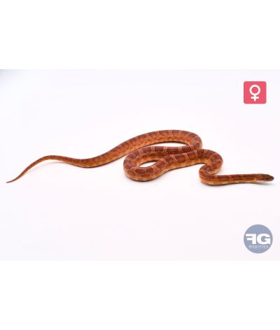 Pantherophis guttatus Classique het palmetto femelle