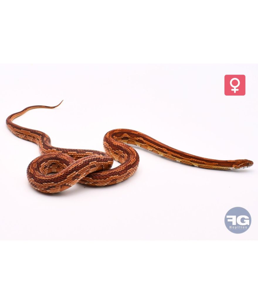 Pantherophis guttatus Aztek het ghost Femelle
