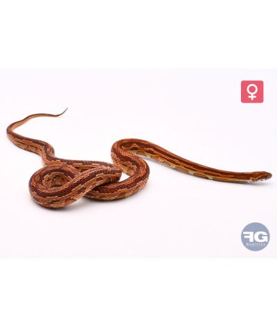 Pantherophis guttatus Aztek het ghost Femelle