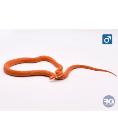 Pantherophis guttatus Tessera fire sunkissed Mâle