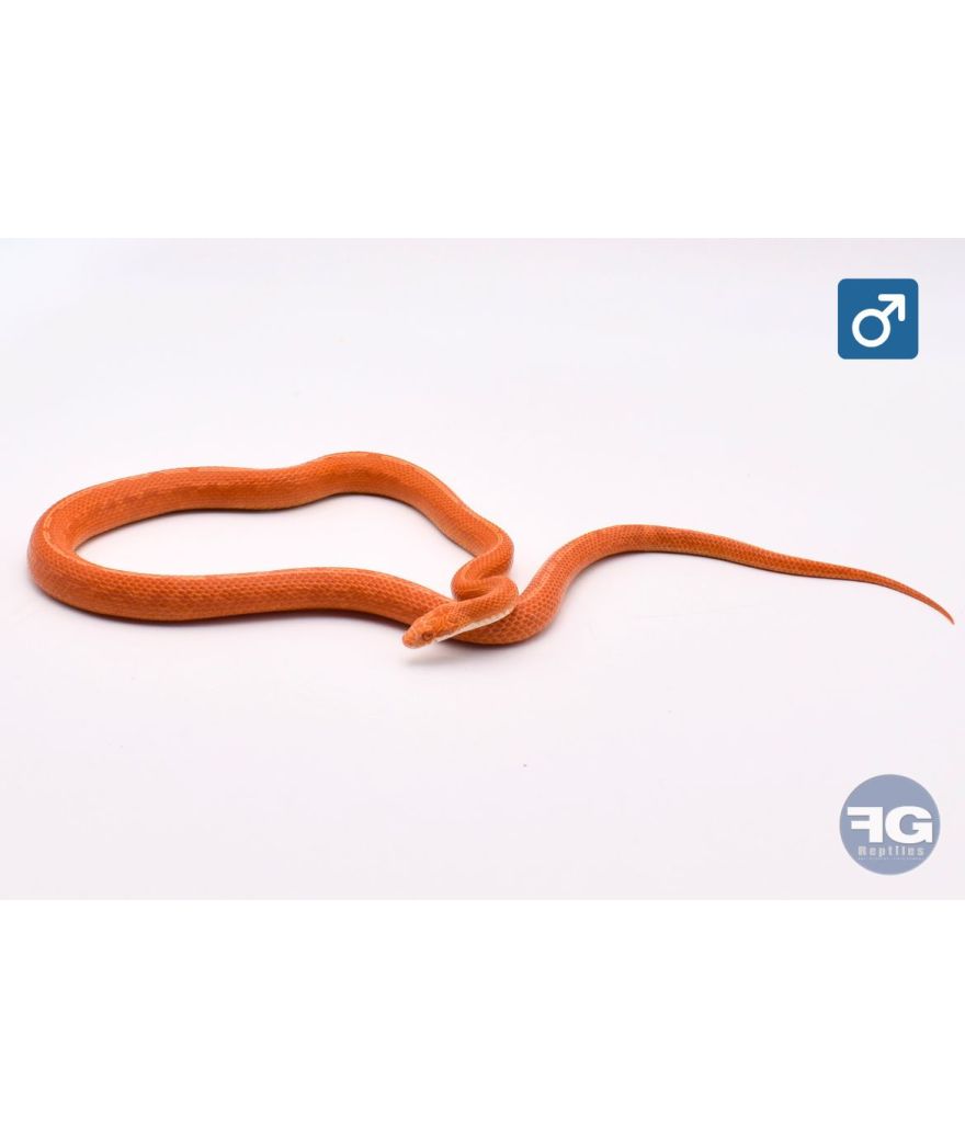 Pantherophis guttatus Tessera fire sunkissed Mâle