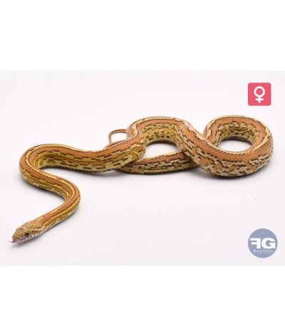 Pantherophis guttatus Amber tessera Femelle