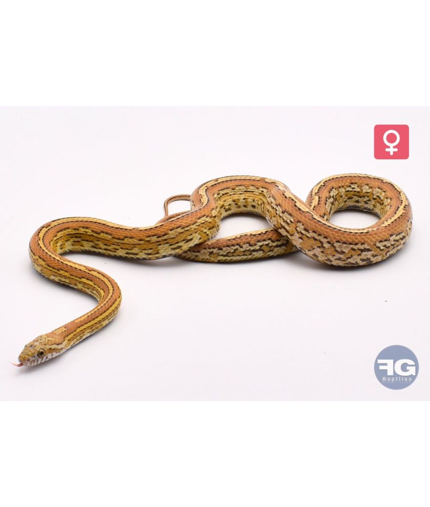 Pantherophis guttatus Amber tessera Femelle