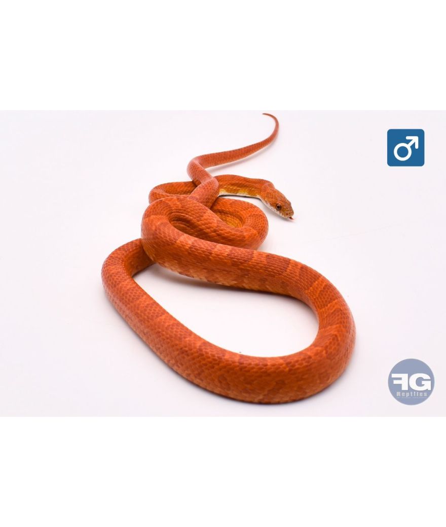 Pantherophis guttatus Sunkissed het kastanie Mâle
