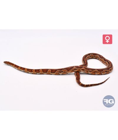Pantherophis guttatus Aztek het ghost Femelle