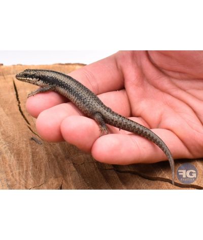 Egernia striolata juvénile