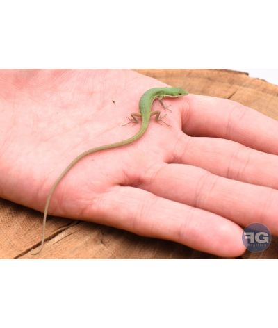 Takydromus smaragdinus juvénile