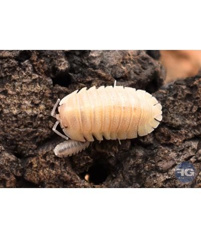 Armadillidium scaberimum