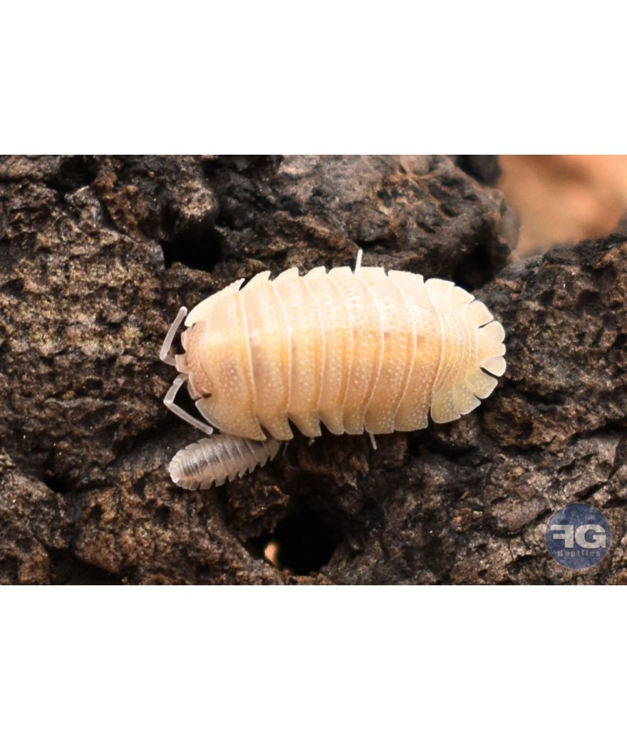 Armadillidium scaberimum