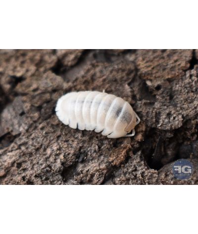 Armadillidium granulatum "White pearl"