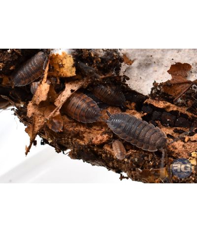 Porcellio scaber "Lava"