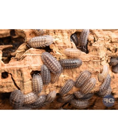 Armadillidium nasatum