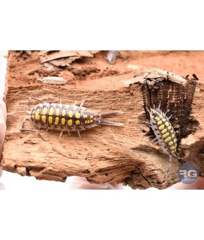 Porcellio haasi "High Yellow"