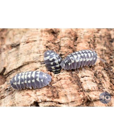 Armadillidium gestroi "White spots"