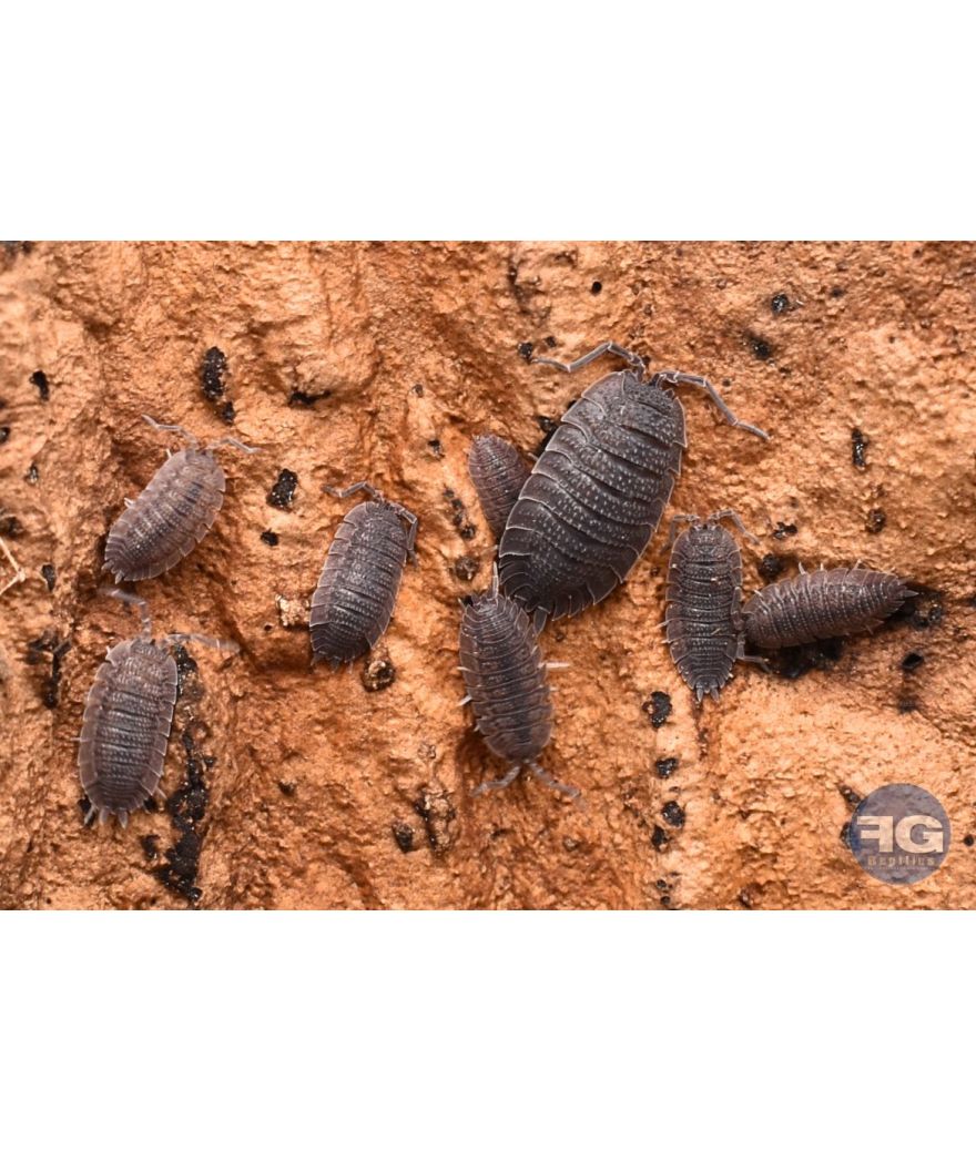 Porcellio echinatus