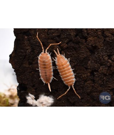 Porcellio hoffmannseggi "Orange"
