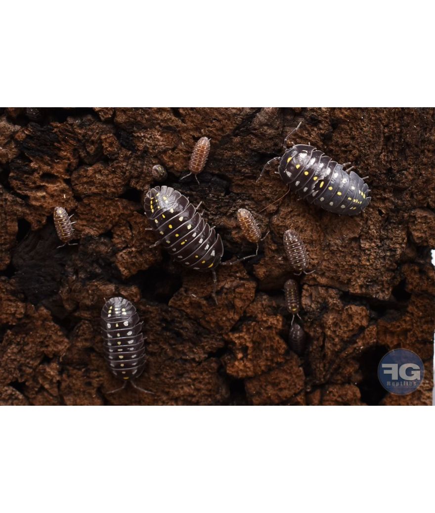 Armadillidium klugii "Black"