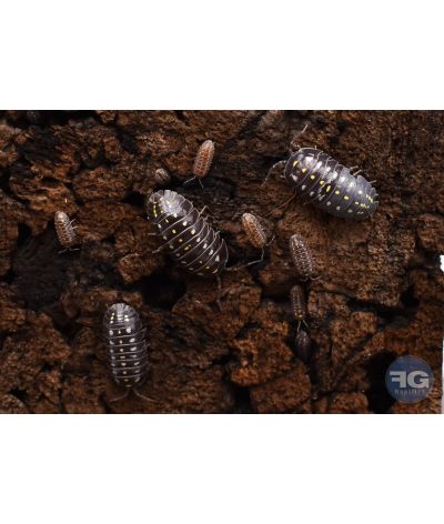 Armadillidium klugii "Black"