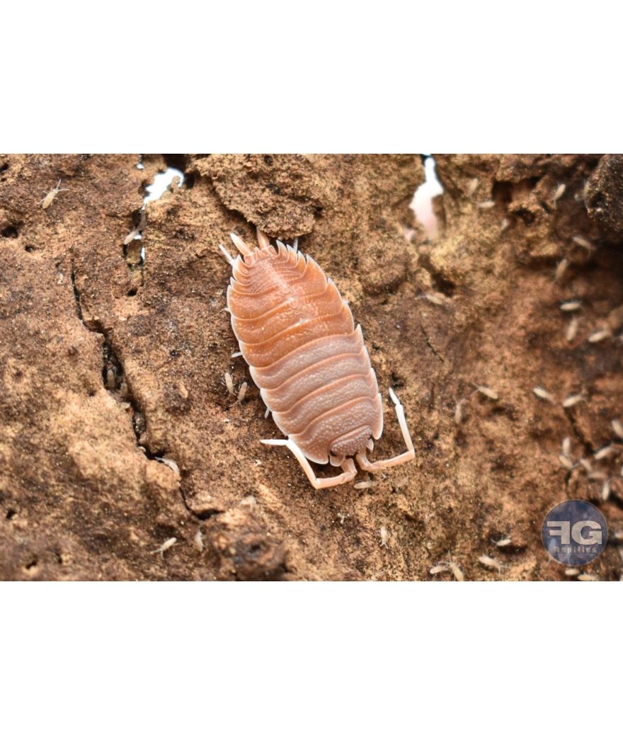 Porcellio magnificus