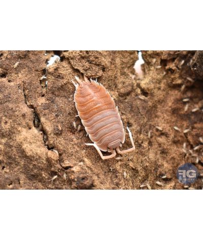 Porcellio magnificus