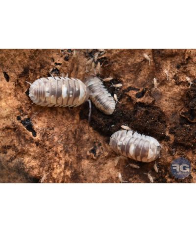 Armadillidium espanyoli "Marbelized"