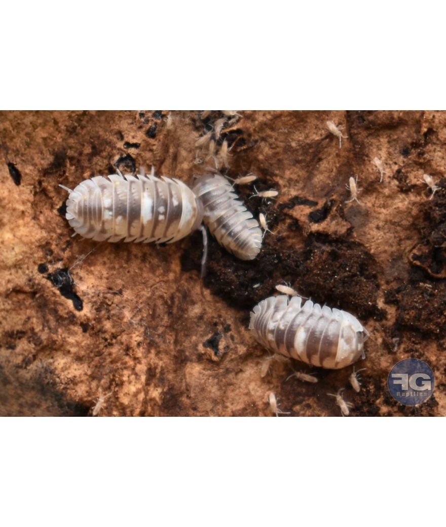 Armadillidium espanyoli "Marbelized"