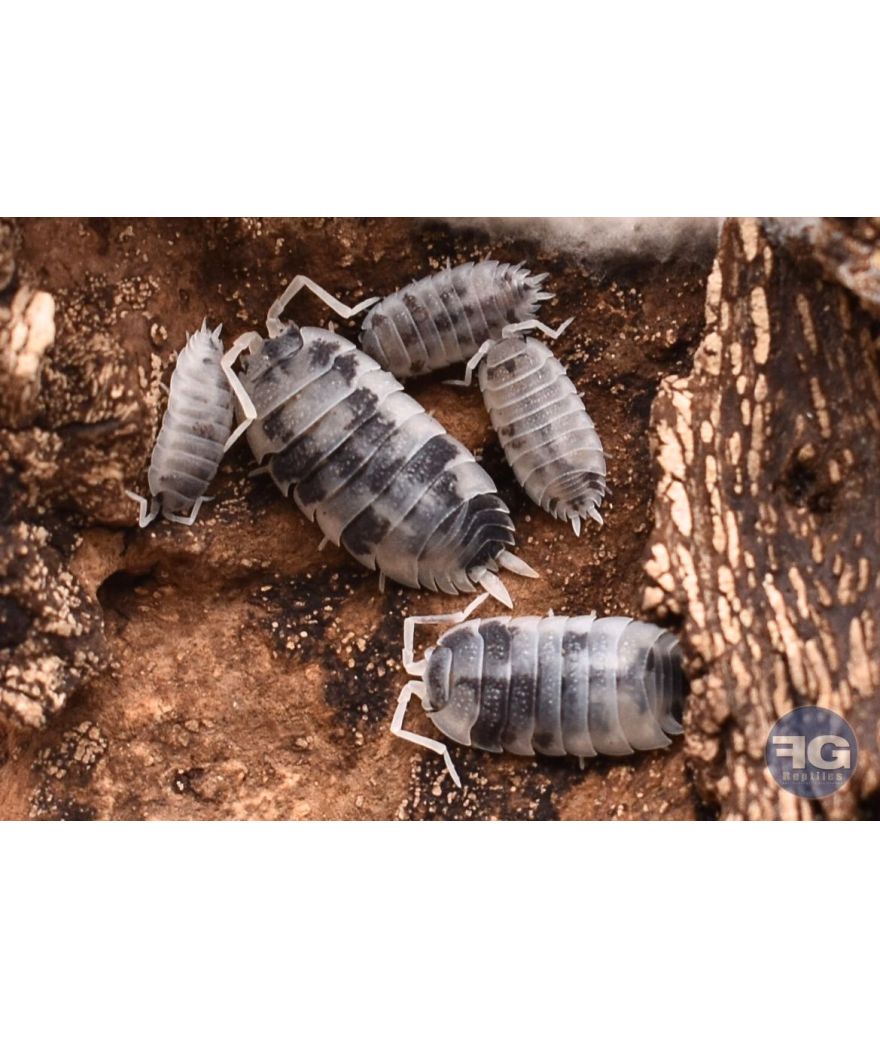 Porcellio scaber "Oreo"
