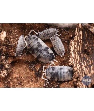 Porcellio scaber "Oreo"