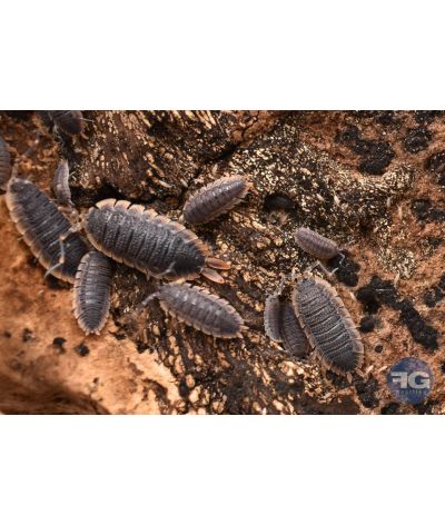 Porcellio echinatus "Red Skirt"