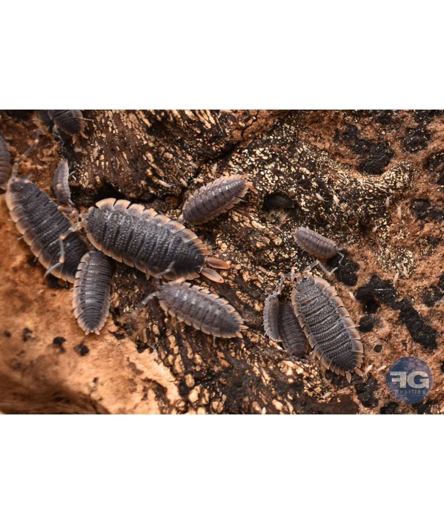 Porcellio echinatus "Red Skirt"