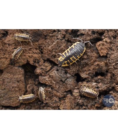 Porcellio ornatus "Yellow"