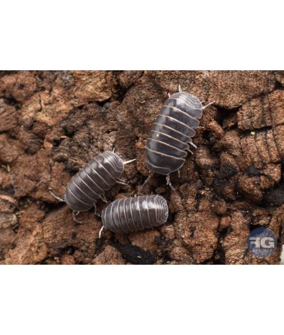 Armadillo officinalis "Alicante"