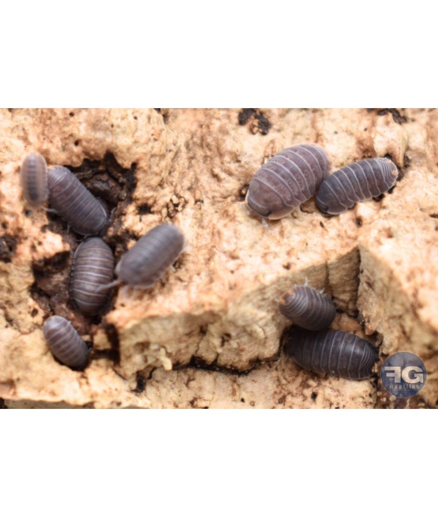 Cubaris murina