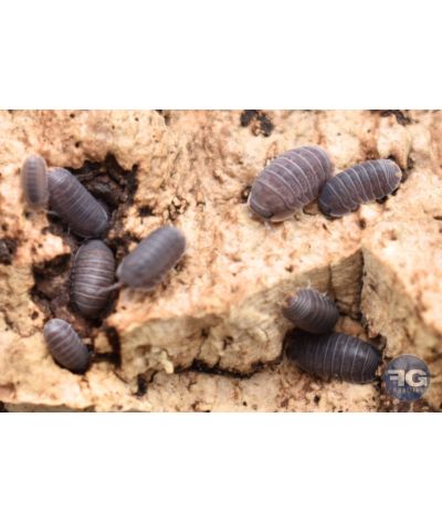 Cubaris murina