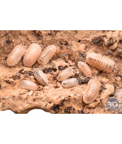 Armadillidium sp. "Lefkada"