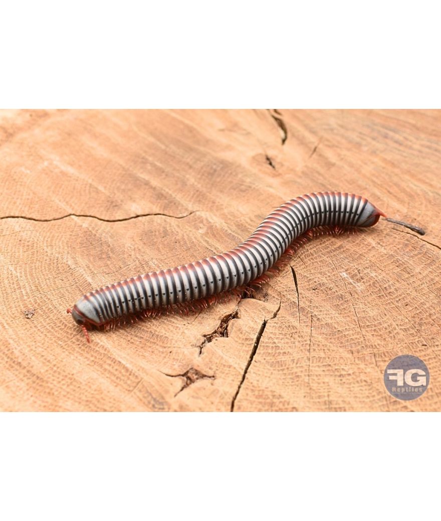 Atopochetus (Tonkinbolus) dollfusi