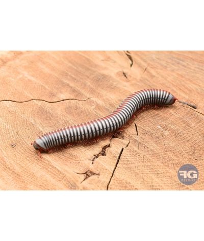 Atopochetus (Tonkinbolus) dollfusi