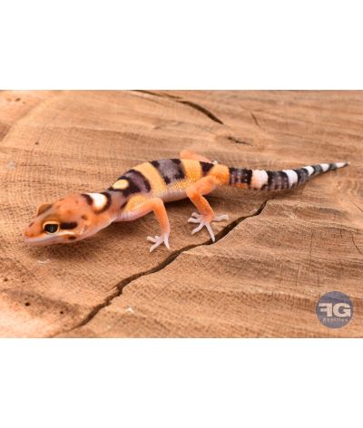 Eublepharis macularis Tangerine Non sexé