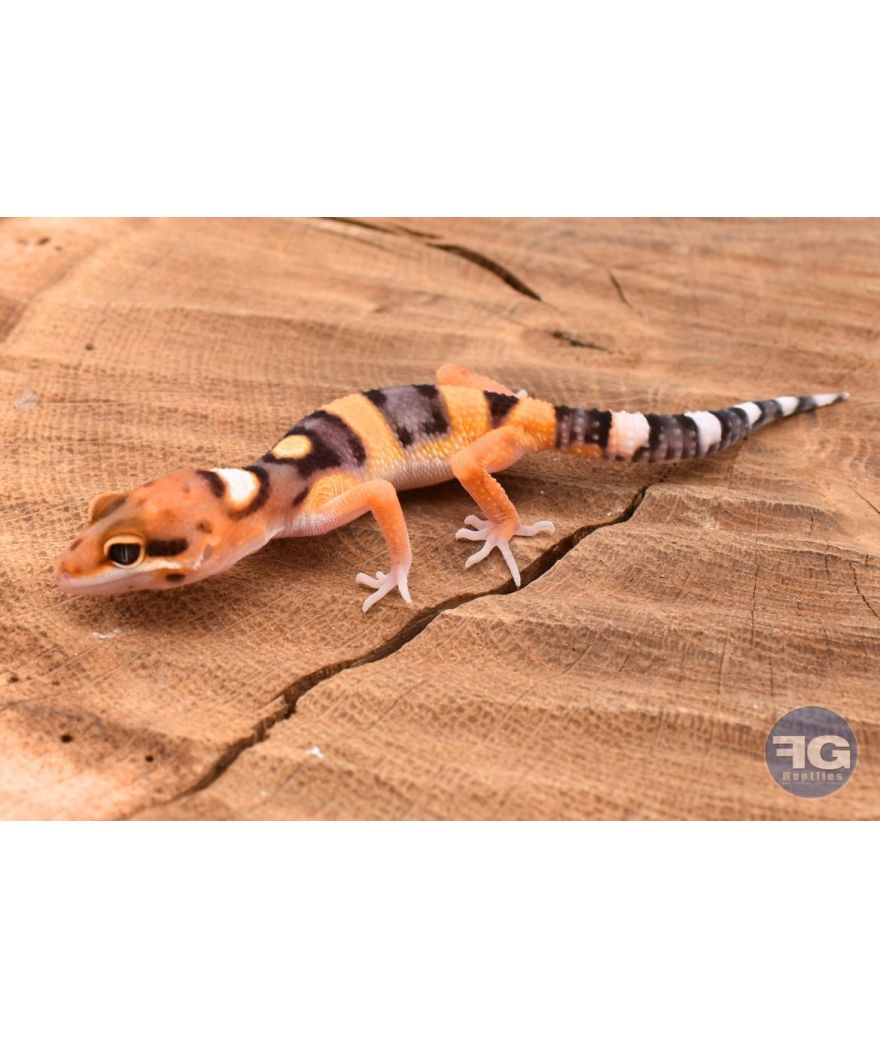 Eublepharis macularis Tangerine Non sexé