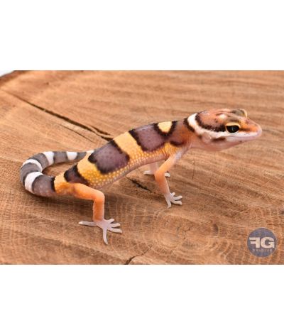 Eublepharis macularis Tangerine Non sexé