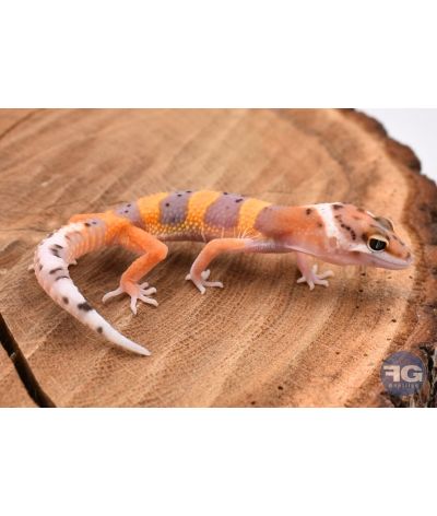 Eublepharis macularis Tangerine Non sexé
