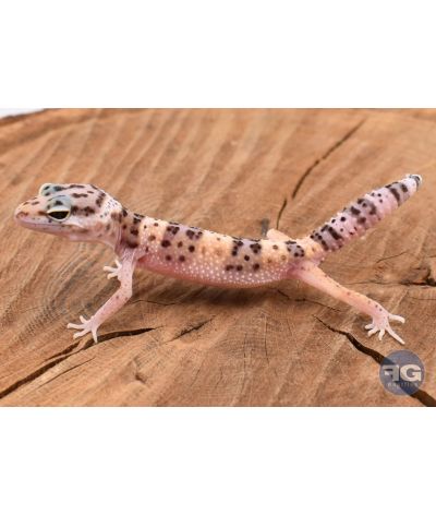 Eublepharis macularis Classique Non sexé