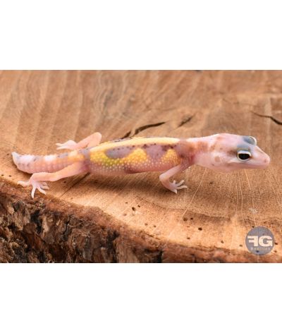 Eublepharis macularis Tremper Designer (queue de repousse) Non sexé