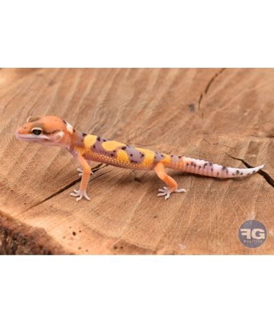 Eublepharis macularis Tangerine Designer Non sexé