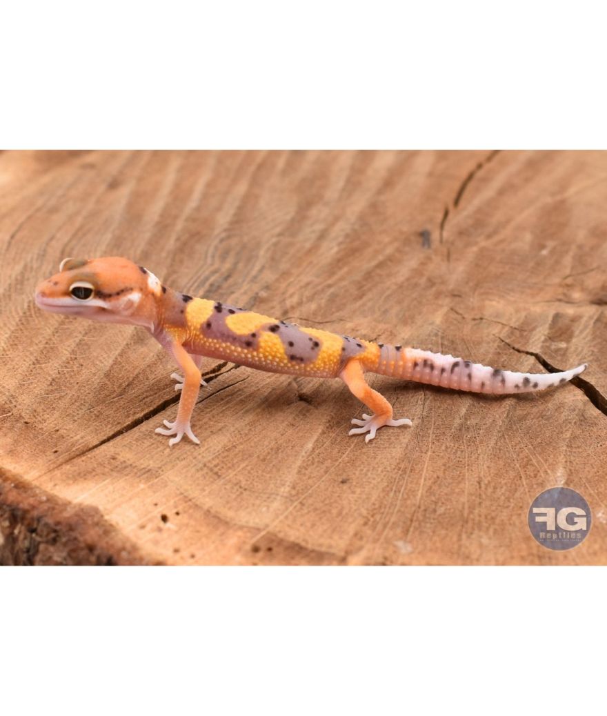 Eublepharis macularis Tangerine Designer Non sexé