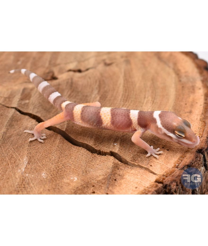 Eublepharis macularis Tremper Non sexé