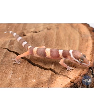 Eublepharis macularis Tremper Non sexé